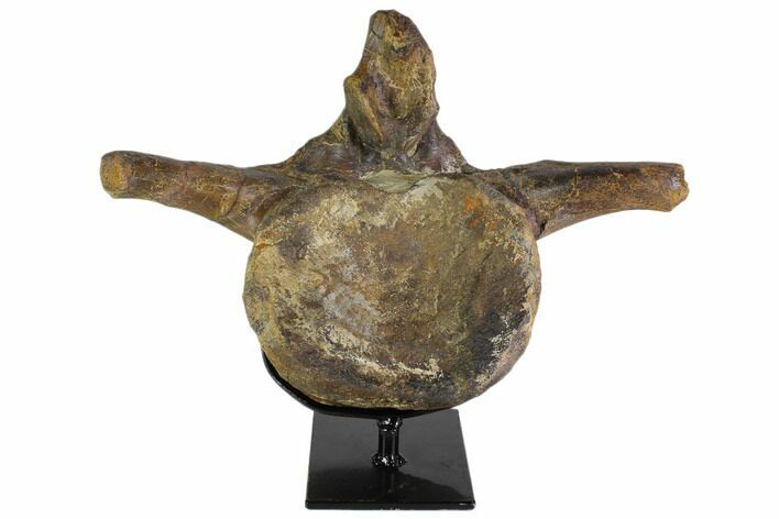 Hadrosaur (Hypacrosaur) Vertebra With Stand - Montana #116288